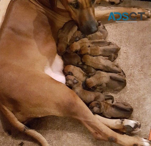 5 boys/girls Rhodesian Ridgeback puppies