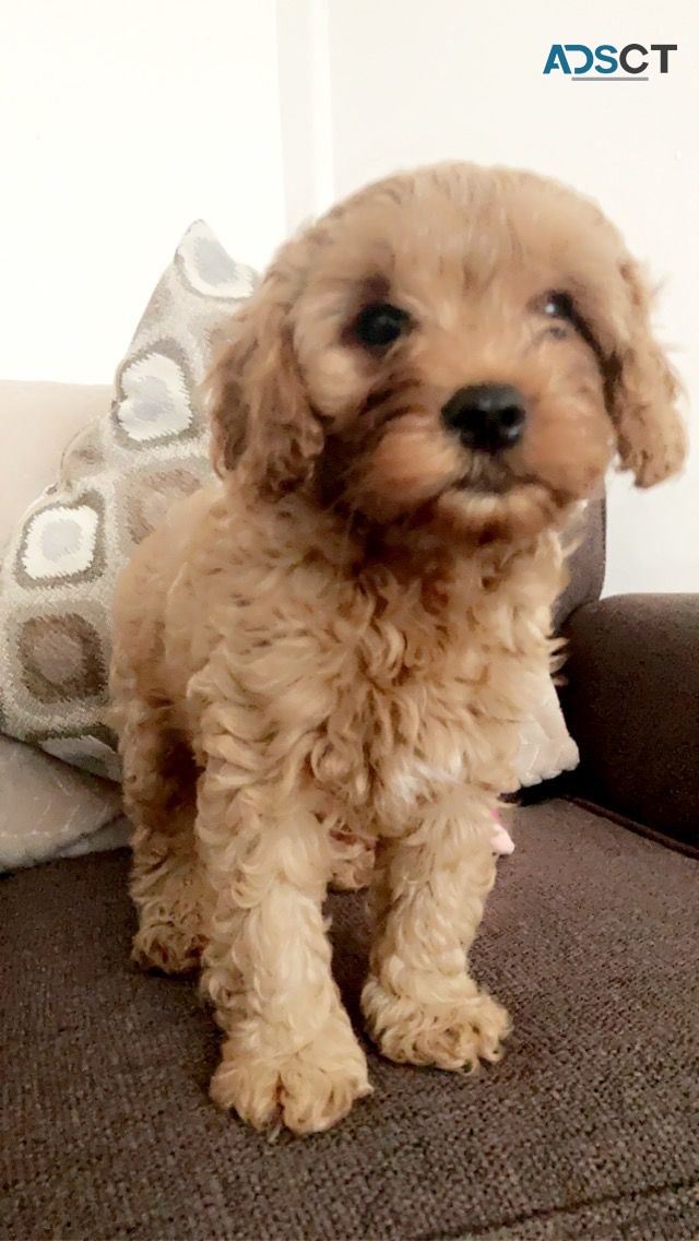 Apricot Cavapoo  Pups for sale