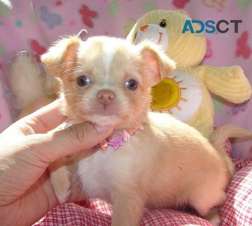 vet checked chihuahua puppies for sale