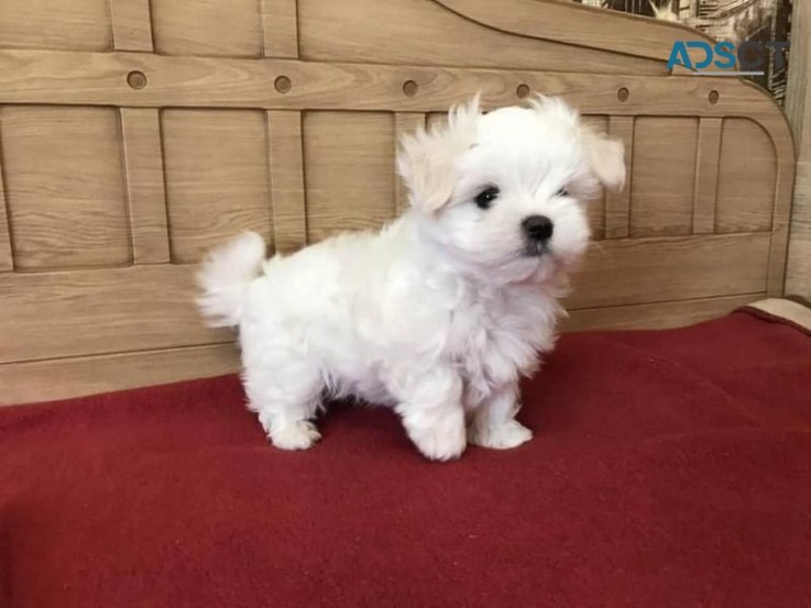 Best of Maltese puppies from us are now 