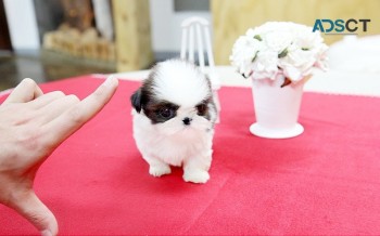 Shih Tzu puppies looking for their new l