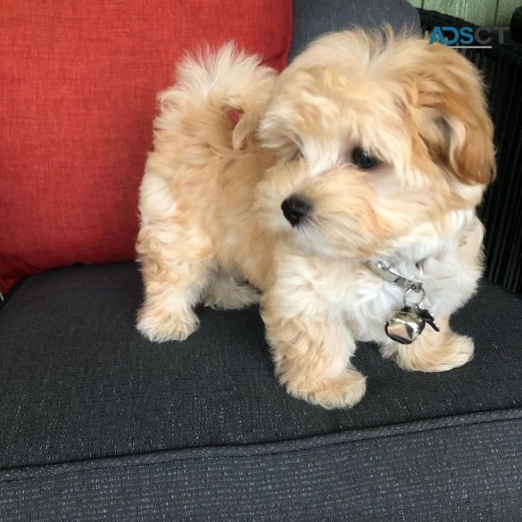 Maltipoo puppies KC registered home and 