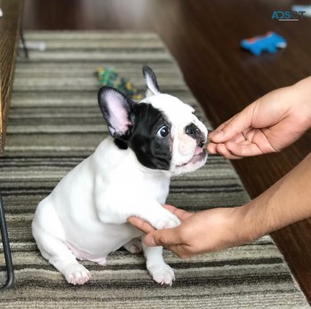 Adorable French Bulldogs At Good Prices