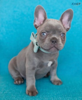 Adorable French Bulldogs At Good Prices