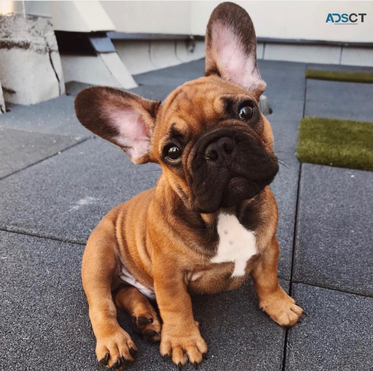 Adorable French Bulldogs At Good Prices