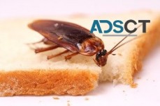 Cockroach Control Brisbane