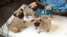 Very Affordable Pug Puppies Available