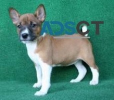 Basenji Puppies