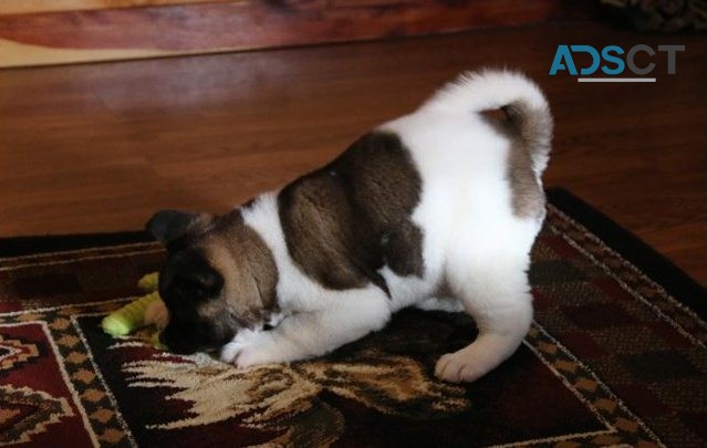 Akita puppies for sale