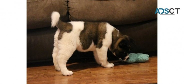 Akita puppies for sale