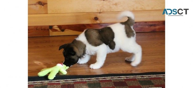 Akita puppies for sale