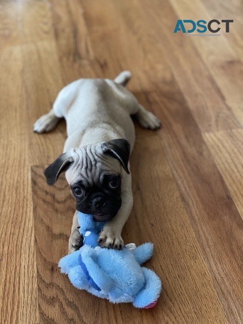 Beautiful Pug puppies 