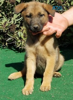 Belgian Malinois Puppies