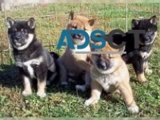 Shiba Inu puppies