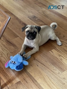 Beautiful Pug puppies with great persona