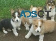 Pembroke Welsh Corgi Puppies