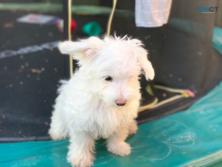 Bichon Frise puppies for sale