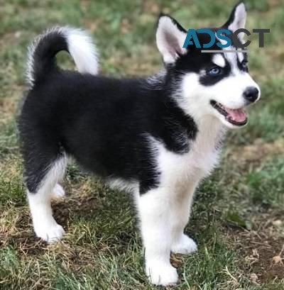 Siberian Husky Puppies 