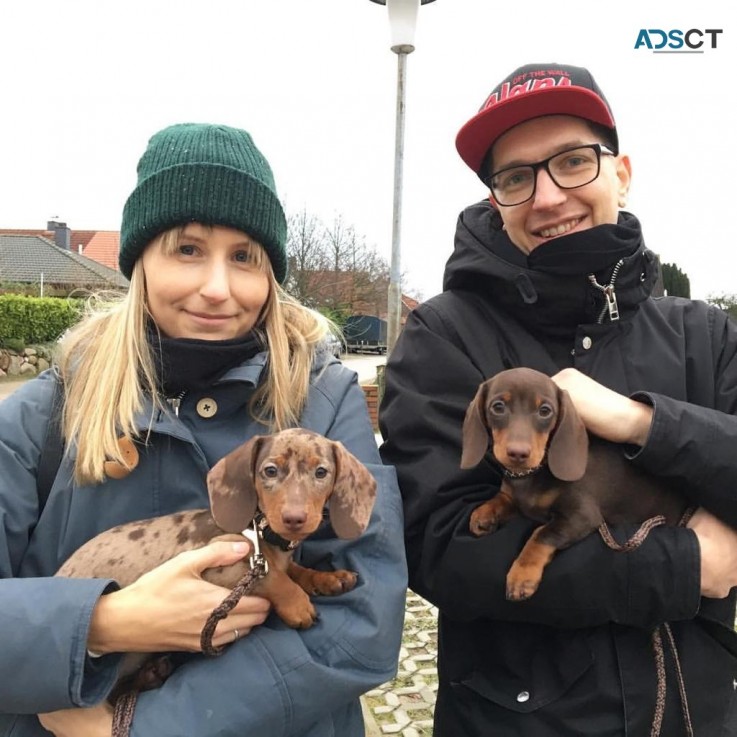  Dachshund puppies for sale