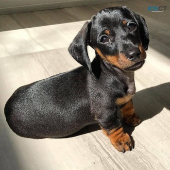 Dachshund puppies for sale