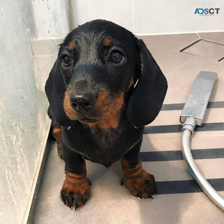 Dachshund puppies for sale