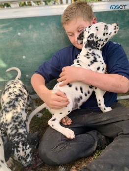 Dalmatian puppies for sale