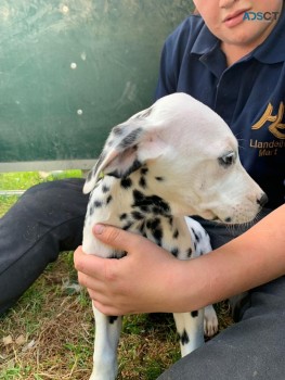 Dalmatian puppies for sale