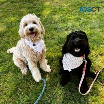 Adorable Cockapoo puppies 