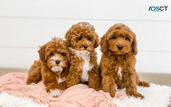 Awesome Cavapoo puppies for you 