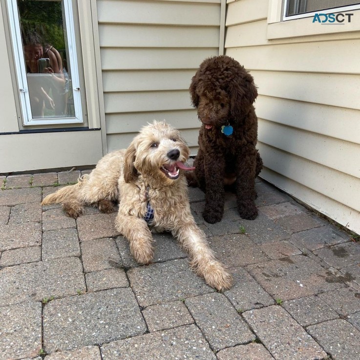 Lovely Goldendoodle puppies 