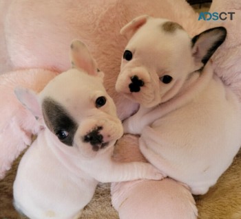 French Bulldog puppies available for sal