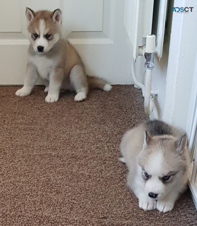 Siberian Husky Pups