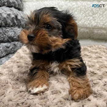 Cute Yorkie puppies 