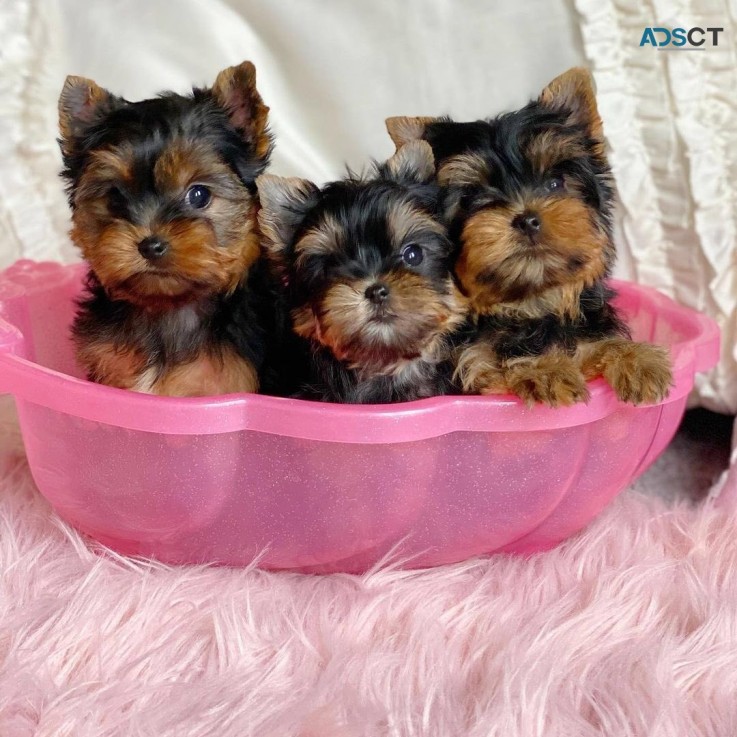 Cute Yorkie puppies 