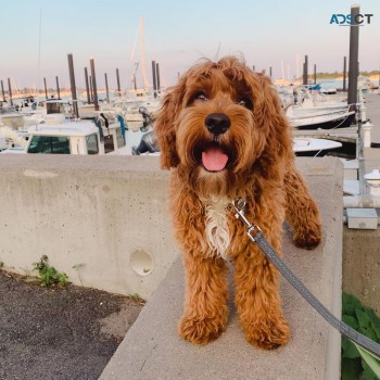 Sweet goldendoodle puppies