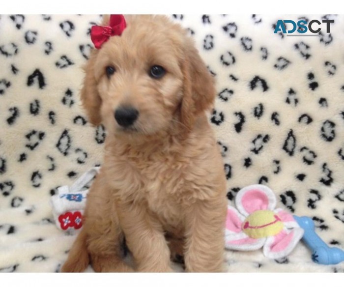 Sweet goldendoodle puppies