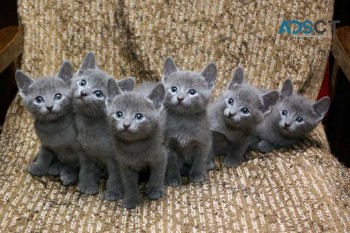 Russian blue kittens  for sale 