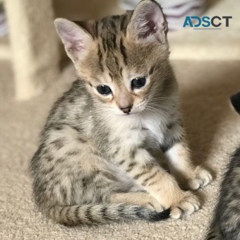  savannah kittens for sale 