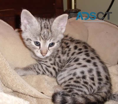 F1 savannah Kittens  for new homes 