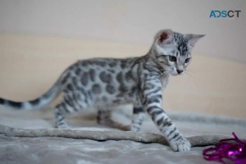 Silver Bengal Kittens ,Silver Bengal 