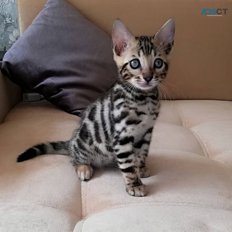 Snow Bengal kittens for adoption