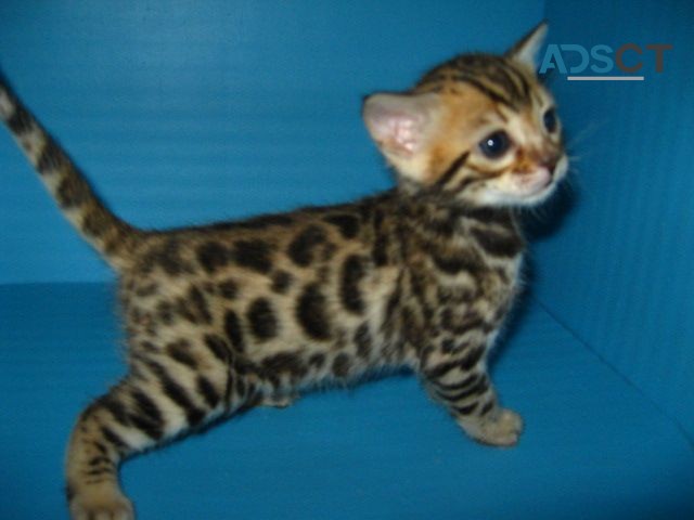 Bengal kittens for sale 