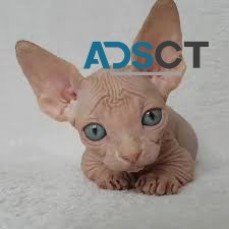 Tiny sphynx kittens for sale 