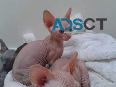 STUNNING CHAMPION PEDIGREE SPHYNX KITTEN