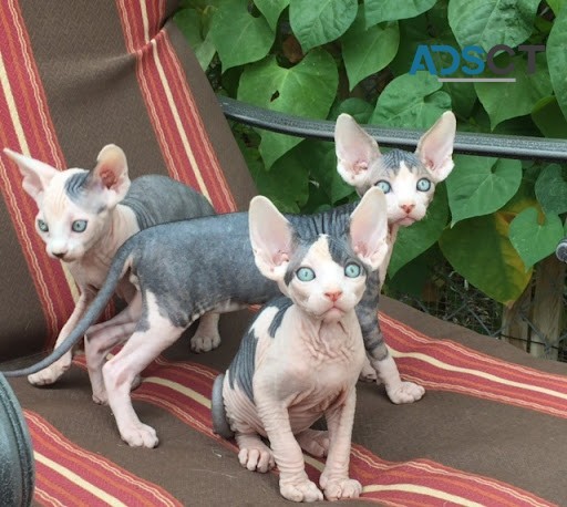 The sphynx kittens for sale