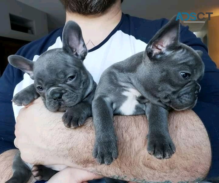 Frenchies for sale