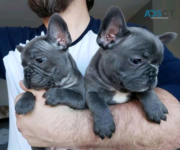 Frenchies for sale