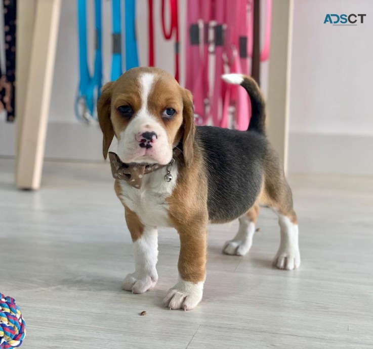 Cute Beagle Puppies for sale 