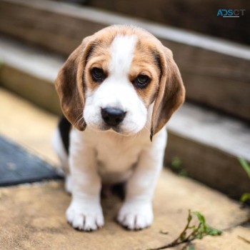 Beautiful Beagle Puppies For Sale