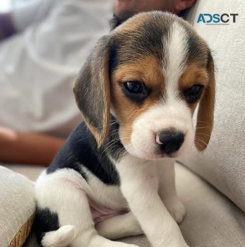 Beautiful Beagle Puppies For Sale